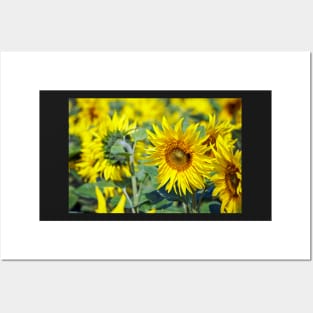 Sunflowers Posters and Art